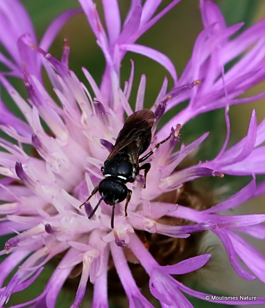 Yellow-face Bee (Hylaeus) sp. F
