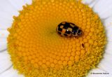 14-spot Ladybird (Propylea quatuordecimpunctata)