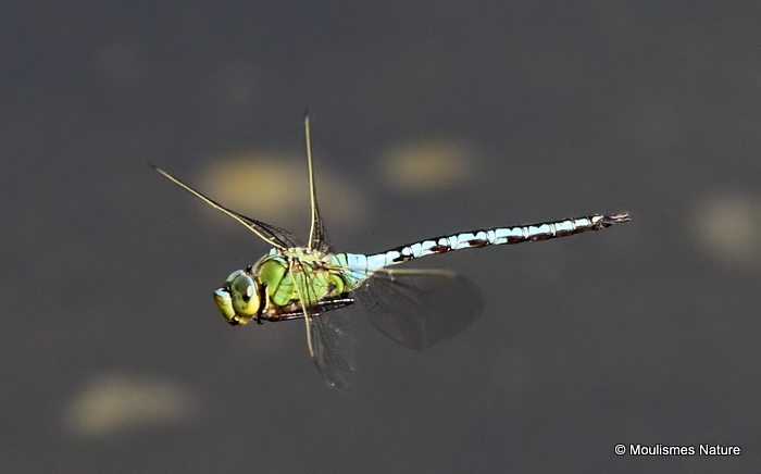 Emperor (Anax imperator) M