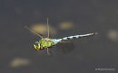Emperor (Anax imperator) M