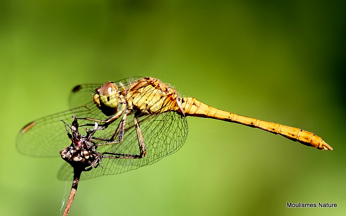 Southern Darter (Sympetrum meridionale) M-Imm