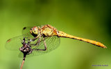 Southern Darter (Sympetrum meridionale) M-Imm