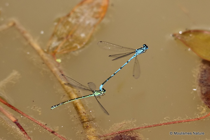 Azure Damselflies (Coenagrion puella)