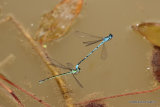 Azure Damselflies (Coenagrion puella)