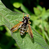 Caliprobola speciosa (Green Forest Hoverfly)