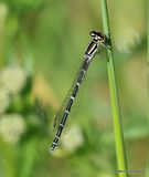 Dainty Damselfly (Coenagrion scitulum) F-ten