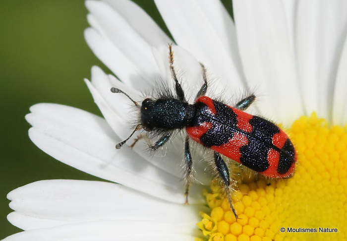 Bee-hive Beetle (Trichodes alvearius)