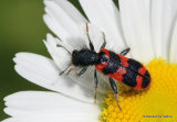 Bee-hive Beetle (Trichodes alvearius)