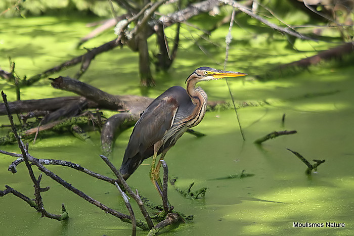 Purple Heron (Ardea purpurea) Ad, Héron pourpré