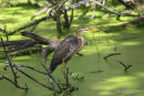 Purple Heron (Ardea purpurea) Ad, Héron pourpré