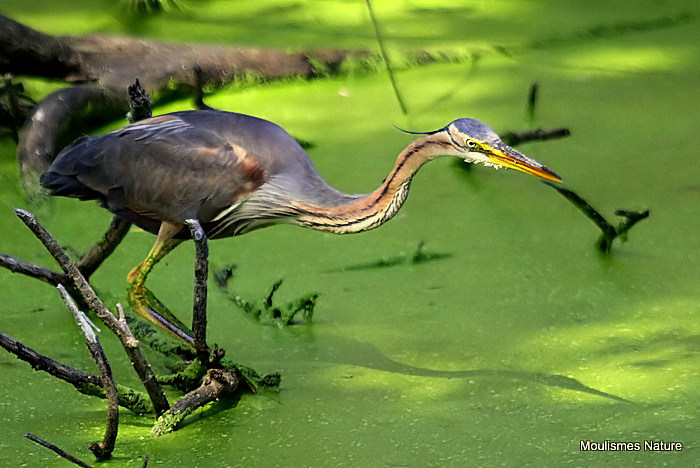 Purple Heron (Ardea purpurea) Ad, Héron pourpré