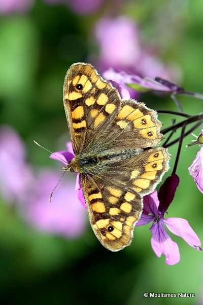 Speckled Wood (Pararge aegeria) ssp. aegeria