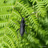 Capricorn Beetle (Cerambyx scopolii)