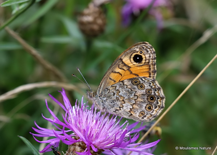 Wall Brown (Lasiommata megera)