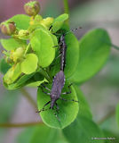 Dicranocephalus albipes (Stenocephalidae)