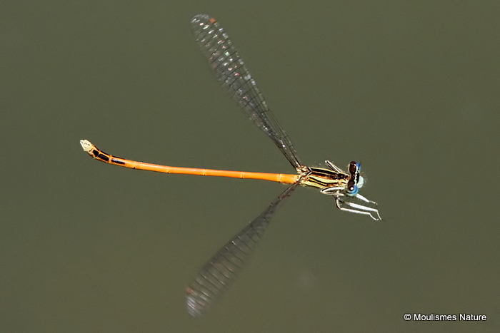 Orange White-legged Damselfly (Platycnemis acutipennis) M