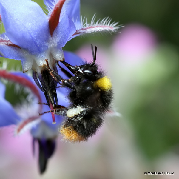 Early bumblebee (Bombus pratorum)