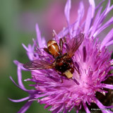 Thick-headed fly sp. Sicus ferrugineus