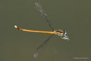 Orange White-legged Damselfly (Platycnemis acutipennis) M