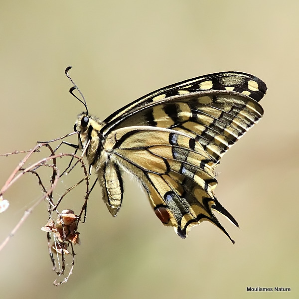 Swallowtail (Papilio machaon)