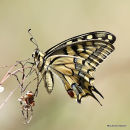 Swallowtail (Papilio machaon)