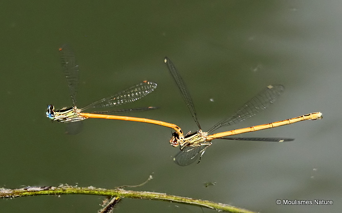 Orange White-legged Damselflies (Platycnemis acutipennis)