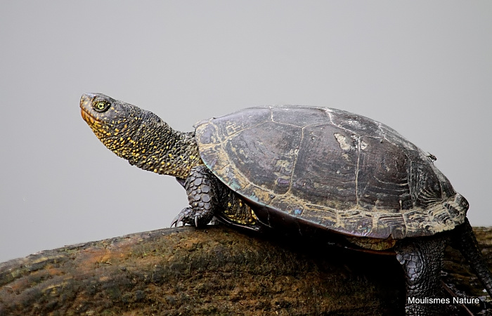 European Pond Terrapin (Emys orbicularis)