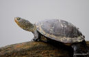 European Pond Terrapin (Emys orbicularis)