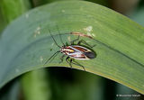Unidentified capsid (Miridae) sp.