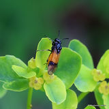 Arge cyanocrocea (Bramble Sawfly)