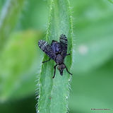 Signal Fly (Platystomatidae) sp. Platystoma seminationis