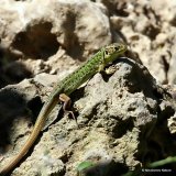 Green Lizard (Lacerta bilineata), F