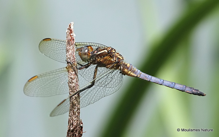 Keeled Skimmer (Orthetrum coerulescens) M, Orthetrum bleuissant