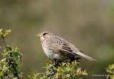Corn Bunting (Miliaria calandra)