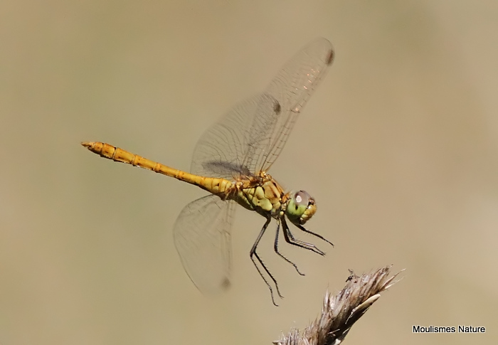 Southern Darter (Sympetrum meridionale) M-Imm
