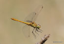 Southern Darter (Sympetrum meridionale) M-Imm