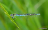 Dainty Damselfly (Coenagrion scitulum) F-imm