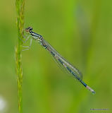 Dainty Damselfly (Coenagrion scitulum) M-ten