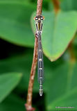 Dainty Damselfly (Coenagrion scitulum) F-ten
