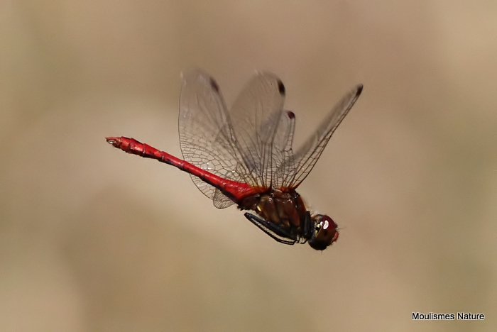 Ruddy Darter (Sympetrum sanguineum) M