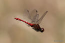 Ruddy Darter (Sympetrum sanguineum) M