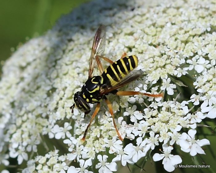 Spilomyia triangulata M