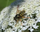 Spilomyia triangulata M
