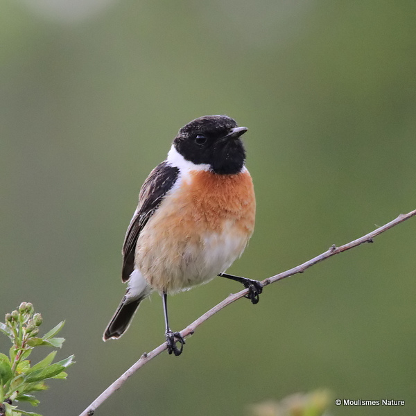 Common Stonechat (Saxicola torquatus) M