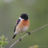 Common Stonechat (Saxicola torquatus) M