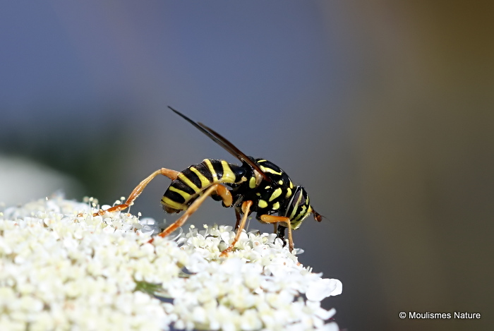 Spilomyia triangulata M