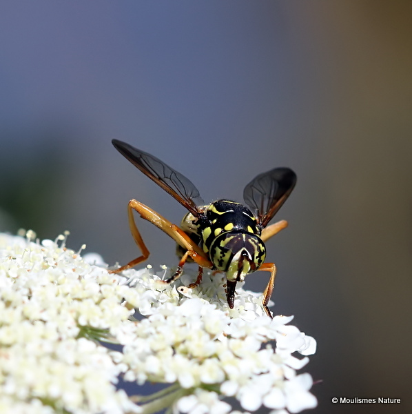 Spilomyia triangulata M