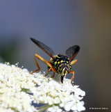Spilomyia triangulata M