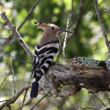 Eurasian Hoopoe (Upupa epops)