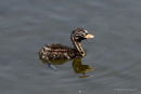 Little Grebe (Tachybaptus ruficollis) young